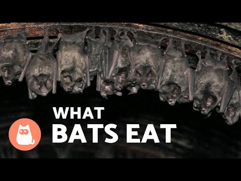 Video: What Does A Bat Look Like And What It Eats