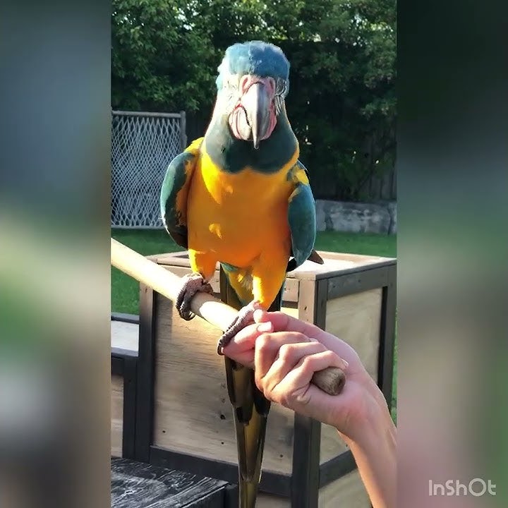 Macaw shows off tricks rare loro burung nuri tota #personata Bird Fancier