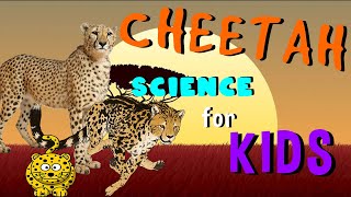 Cheetah | Science for Kids