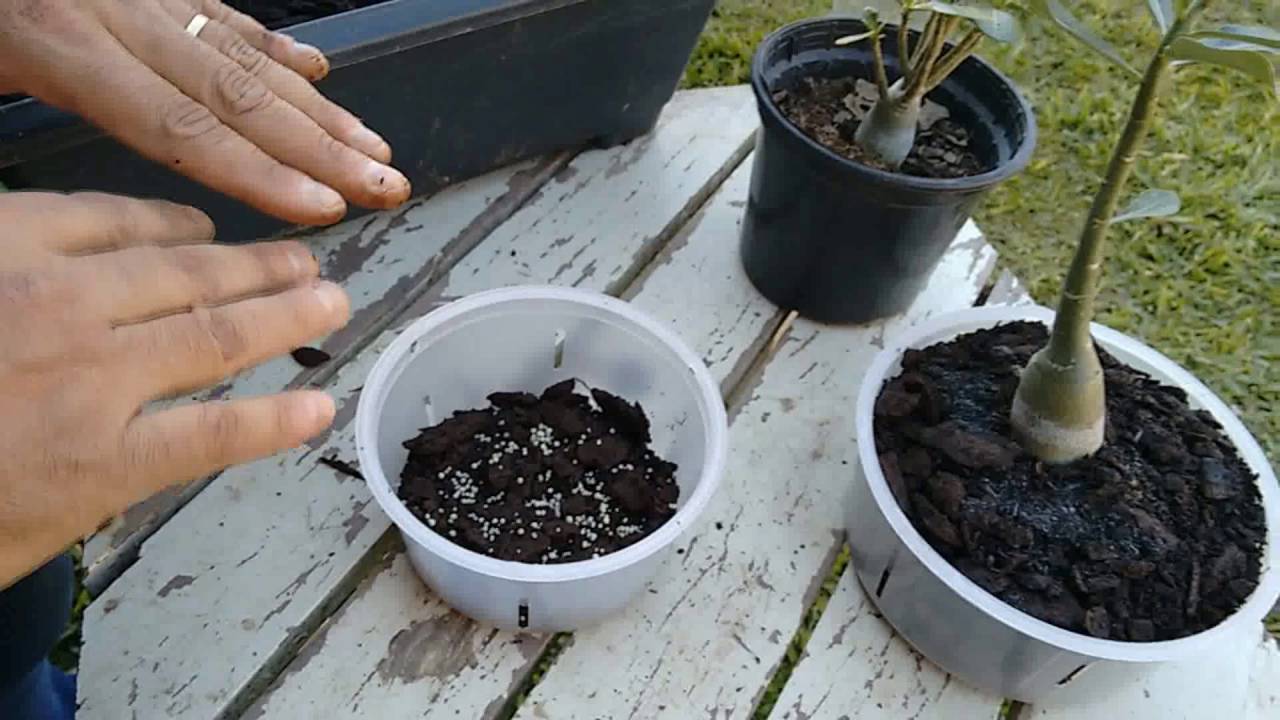 Plantando rosa do deserto em vasos transparentes de orquídeas - thptnganamst.edu.vn