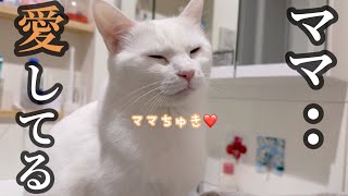 ママにだけする、ある行動が可愛すぎる❤【元野良猫リリー】