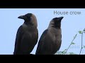 House crow Bird challenge #14