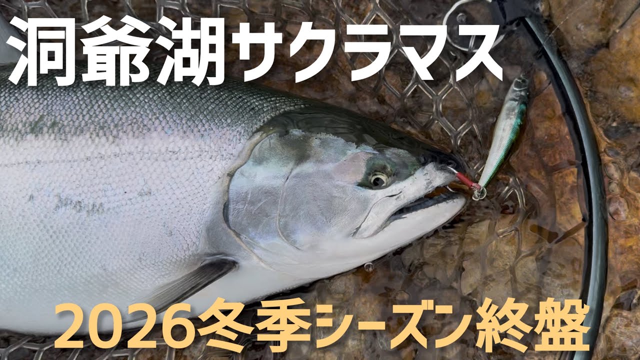 サクラマス サクラマス】【洞爺湖】初使用ルアーで綺麗なサクラマス捕獲！ - YouTube