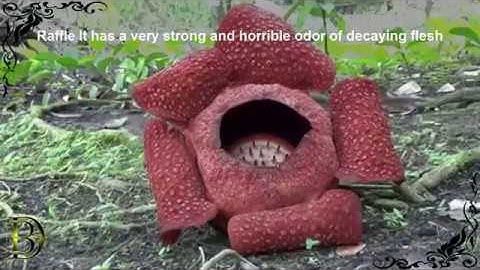 Top 10 loài thực vật kì lạ trên thế giới (P1)