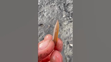 This must have been buried by the boulder many tides ago 🌊 Hopefully we make an exciting find soon!