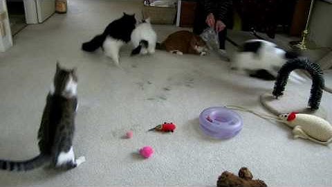 6 Kitty Catnip Party Explodes!