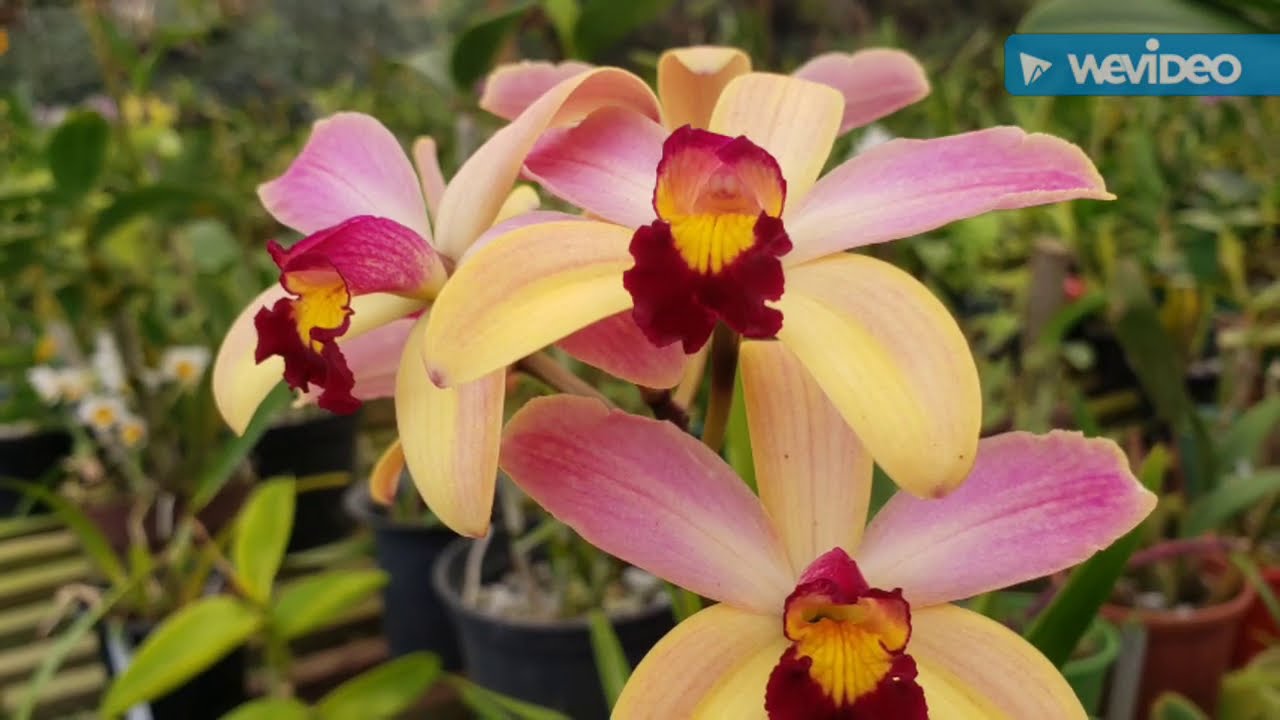 Dicas de Cultivo de Orquídeas 482