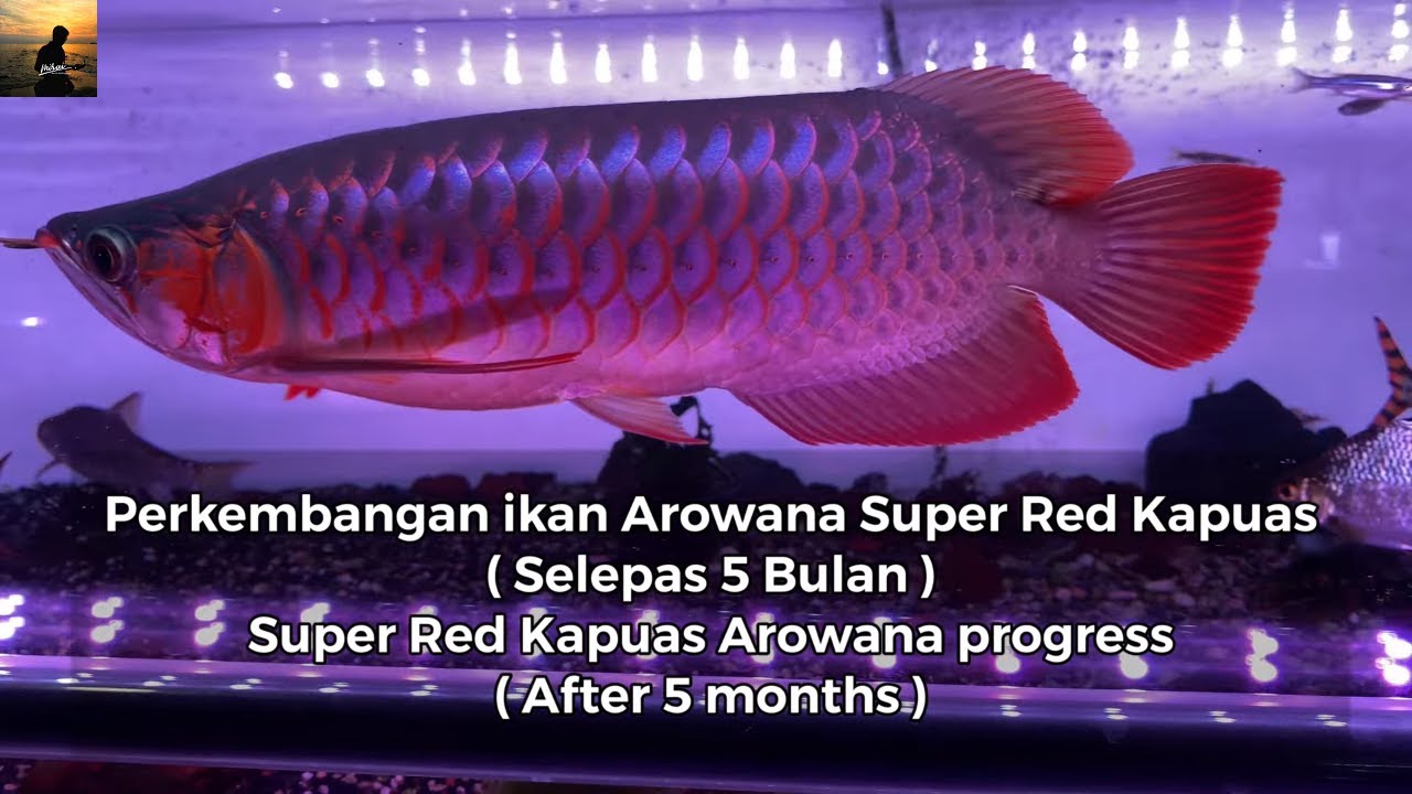 Red Hulu Kapuas Vs Maeng Da Perkembangan Ikan Super Red Kapuas Hulu Arowana ( Selepas 5 Bulan