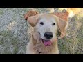 遊びに来たシェルビー君とイロハは同胎犬。ビスは母親。