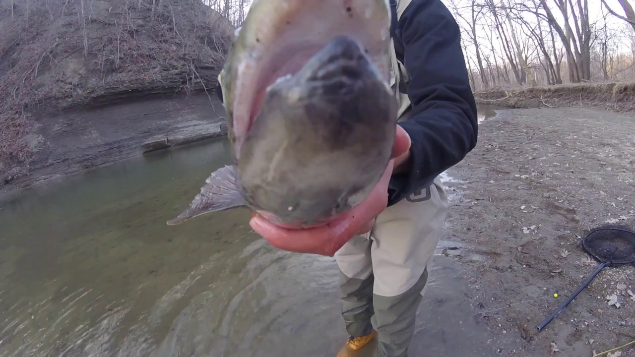 Steelhead Alley 2018