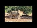 Large male asiatic lion  gir lion in mango farm  large lion