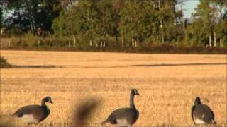 Goose Hunt With Motorized Goose Decoy
