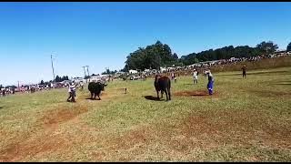 Sonakali vs Jazi kwake kwaShuba emdlalweni wezinkunzi