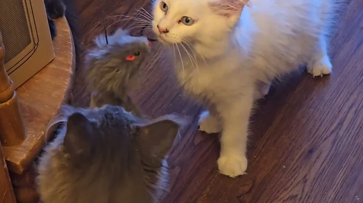 Watch the video about Maine Coon Kittens 💕 @sissysfarm