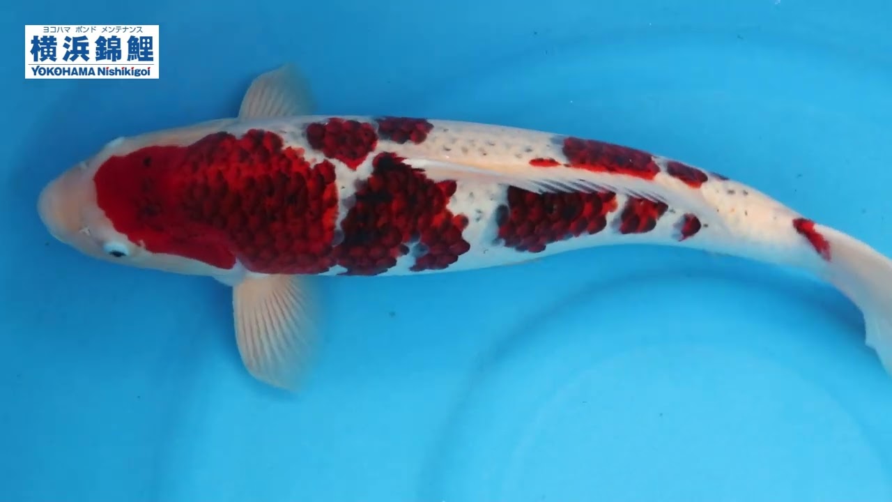 横浜錦鯉】墨衣(新潟県・宮石養鯉場産)61㎝ - YouTube