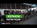 Hayvan Pazarı Kütahya | Kurbanlıklar Pazara Çıktı, Hayvan Fiyatları