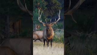 Elk (Wapiti)