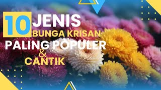 10 Jenis Bunga Krisan Paling Populer & Cantik