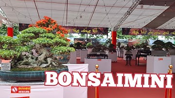 ZBV-PT4:Dàn Bonsai mini lần đầu tiên ra mắt tại triển lãm Phúc Thịnh 25 #bonsaimini  #bonsai shohin