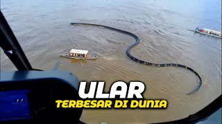 Download Lagu Ukurannya Bikin Merinding! 😱 Inilah Ular-Ular Terbesar yang Pernah Terlacak Kamera! MP3 Download Lagu Ukurannya Bikin Merinding! 😱 Inilah Ular-Ular Terbesar yang Pernah Terlacak Kamera! MP3