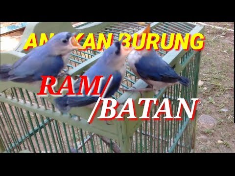 Burung Rambatan Stream Songs
