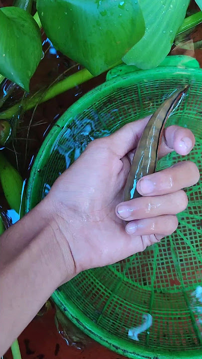 ANAKAN IKAN TOMAN YANG DI PELIHARA DARI KECIL MAU MUTASI WARNA #shorts