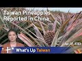 Taiwan Pineapples Reported in China, News at 08:00, April 7, 2023 | TaiwanPlus News