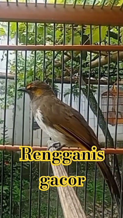 rengganis /cucak wilis gacor #rengganis #cucakwilis