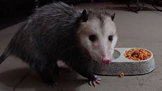 Possums Crush SpaghettiOs With Meatballs