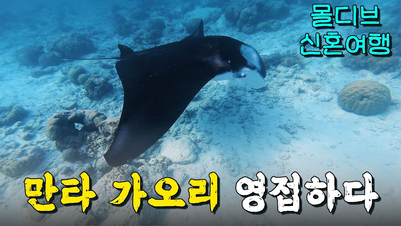 만타 가오리를 만나다 - 신혼여행 몰디브 벨리간두 (3)