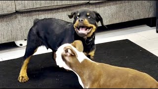 Rottweiler puppy fights Boston Terrier at Barber shop