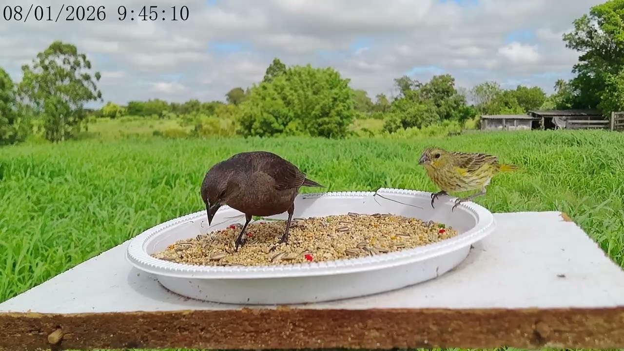 Chupim e canária 08/01/26 - Shiny Cowbird and Saffron Finch 🤎💛