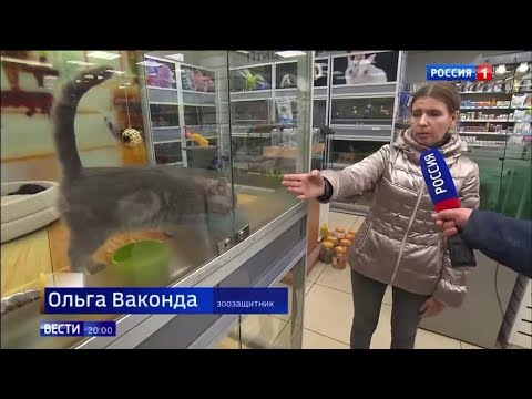 Видео: Закон о запрете торговли мясом собак и кошек