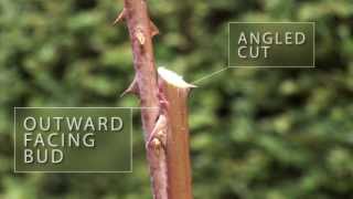How to prune roses - The English Garden magazine