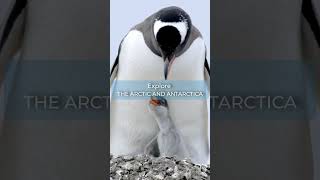 Discover the Polar Regions with Poseidon