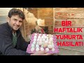 Kümeslerin Bir Haftalık Yumurta Hasılatı Kaç Yumurta Birikmiş