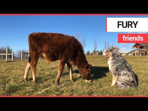 Adorable calf becomes best friends with dog | SWNS TV