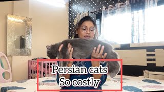 Persian cat for selling | delivery all over india  | 8446853378