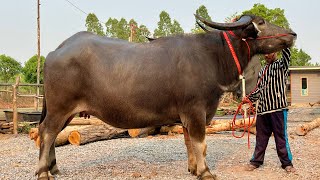 คลิปนี้ห้ามพลาด‼️แม่พันธุ์ไซสใหญ่ไซสยักษ์ อดีตค่าตัวหลักล้าน ฮ้อยนุ๊จัดให้5รายการ น่าเลี้ยงทุกตัว