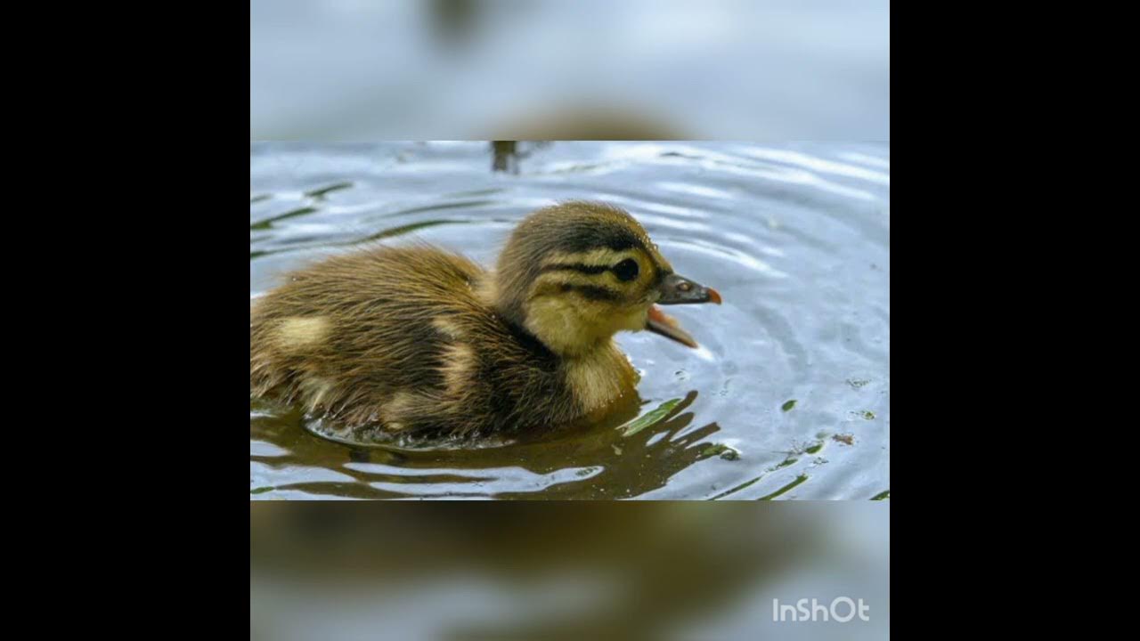 duck ringtone YouTube