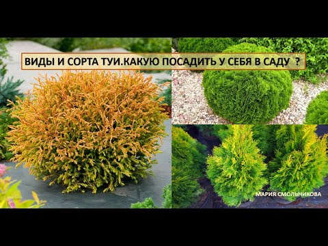 Виды и сорта туи. Какую посадить у себя в саду ?