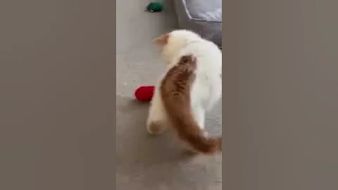 Video 3961121: exotic shorthair kitten, exotic shorthair red, kitten attacks, kitten toys, tiger, cattery