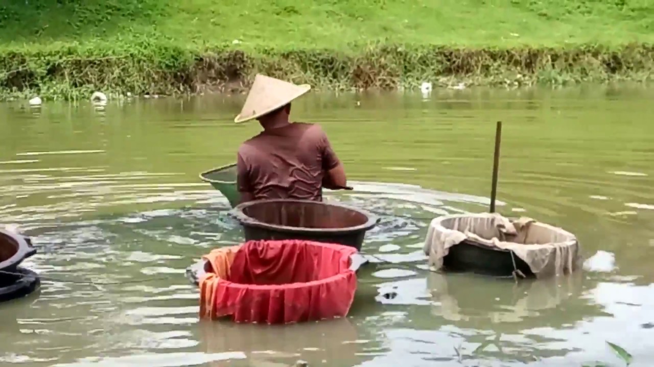 Kakek Pemburu Cacing  Sutera di Sungai  Ngrowo Tulungagung 