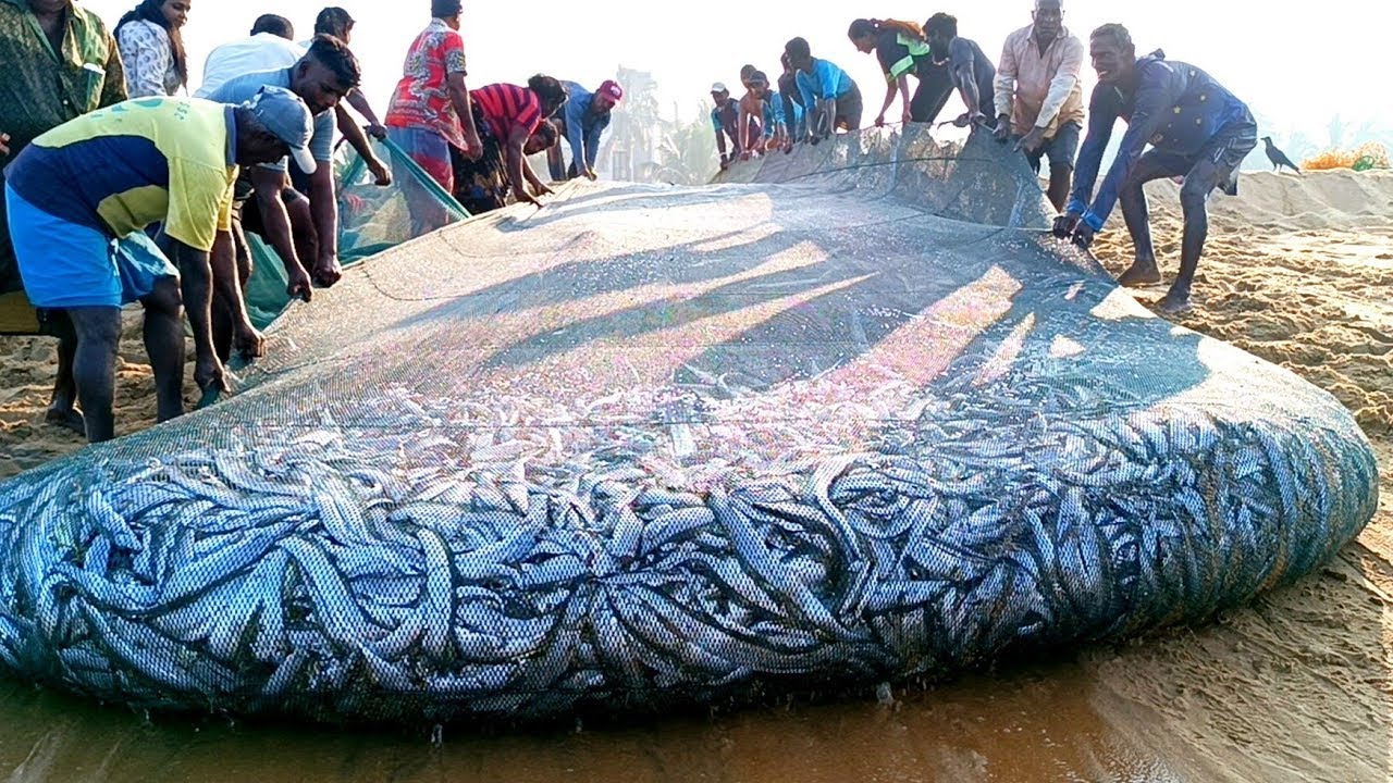 😮😱 अविश्वसनीय मछली पकड़ने का वीडियो!! Amazing net fishing video in asian Unbelievable Skills 