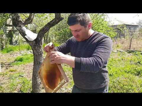 video#2 ფუტკრის სწრაფი გამრავლება (გაგრძელება)