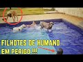 PUNK PREVÊ AFOGAMENTO E AJUDA AS CRIANÇAS NA PISCINA | DRAGONS PIT