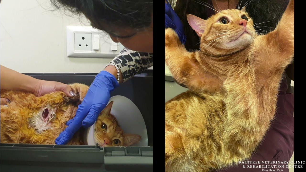 this-cat-was-living-with-a-massive-open-wound-recoverytale-youtube