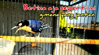 Suara Rambatan Doraemon Betina Gacor dorr