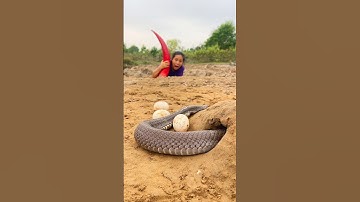 Brave Girl Uses Chicken Eggs To Trap Extremely Poisonous Snakes In A Cave. Scared To See.
