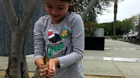 6-Year-Old Girl Rescues Eight Ducklings Stuck in Drain Pipe